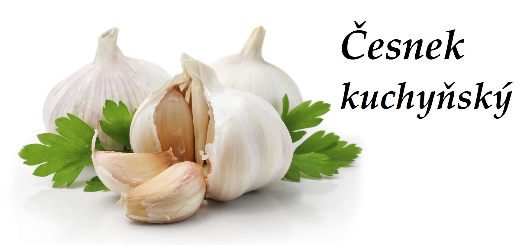 Česnek kuchyňský - účinky na zdraví, co léčí, použití, užívání, využití, pěstování, škůdci a nemoci česneku