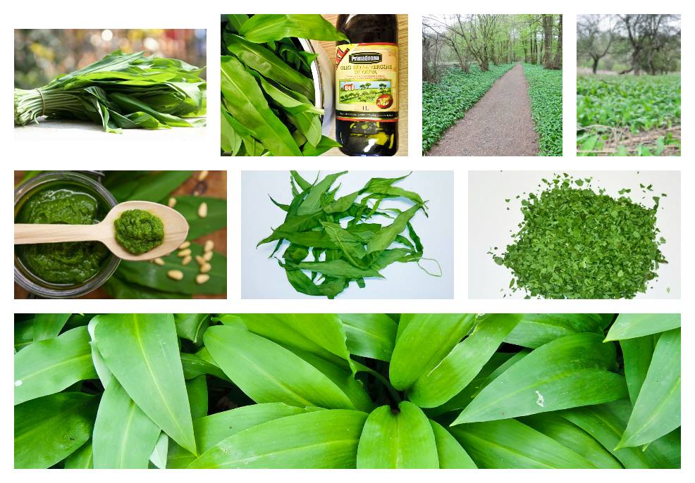 česnek medvědí pesto pasta recept postup návod příprava suroviny ingredience