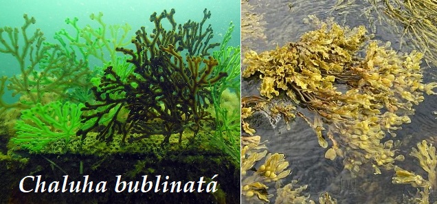 Chaluha bublinatá - účinky na zdraví, co léčí, použití, užívání, využití