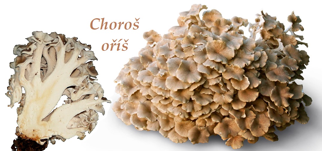 Choroš oříš - účinky na zdraví, co léčí, použití, užívání, využití