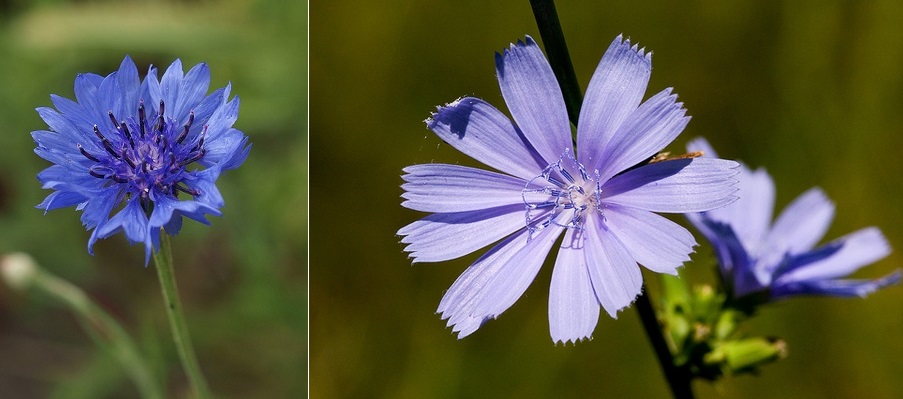 chrpa cekanka rozdil