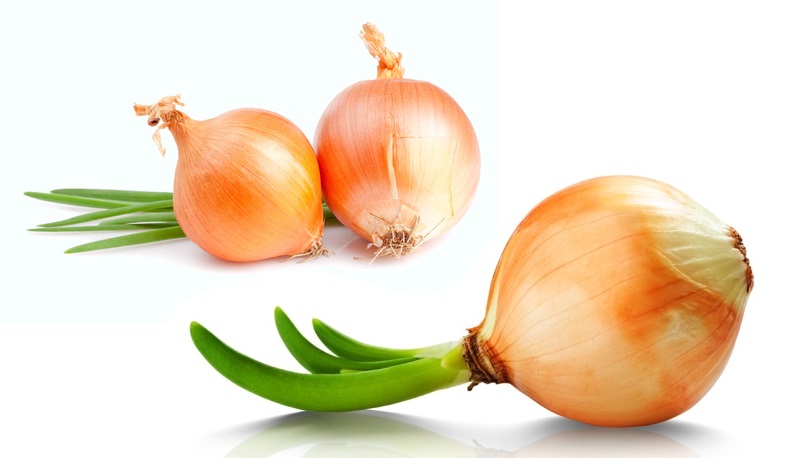 Cibule - účinky na zdraví, co léčí, použití, užívání, využití, pěstování, nemoci a škůdci cibule