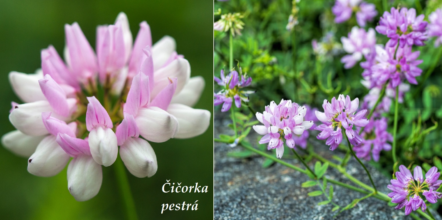 Čičorka pestrá - účinky na zdraví, co léčí, použití, užívání, využití