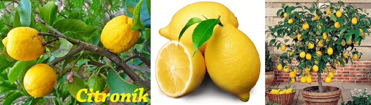 Citron, citroník, citronovník - účinky na zdraví, použití, využití, pěstování