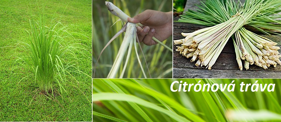 Citrónová tráva účinky na zdraví co léčí použití využití pěstování kuchyně vaření