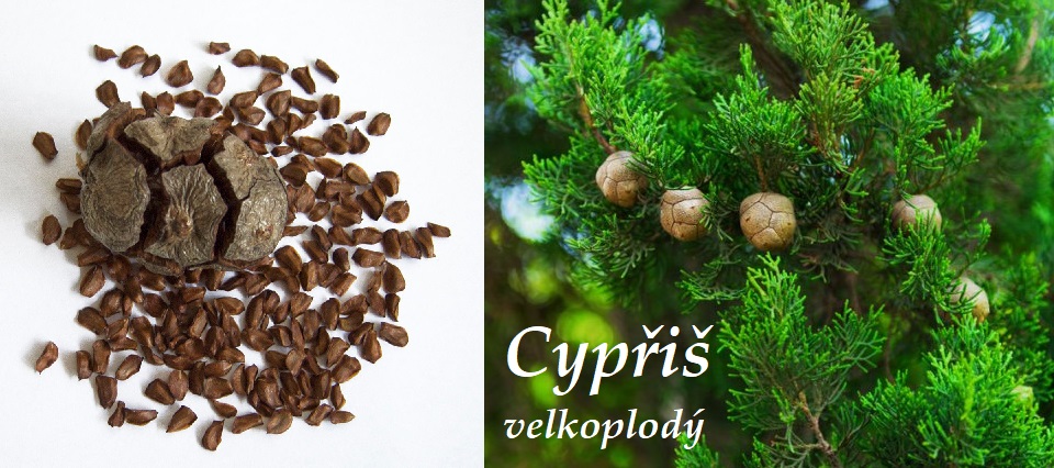 Cypřiš velkoplodý - účinky na zdraví, co léčí, použití, užívání, využití, pěstování