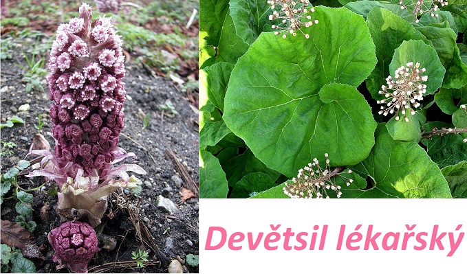 Devětsil - účinky na zdraví, co léčí, použití, užívání, využití