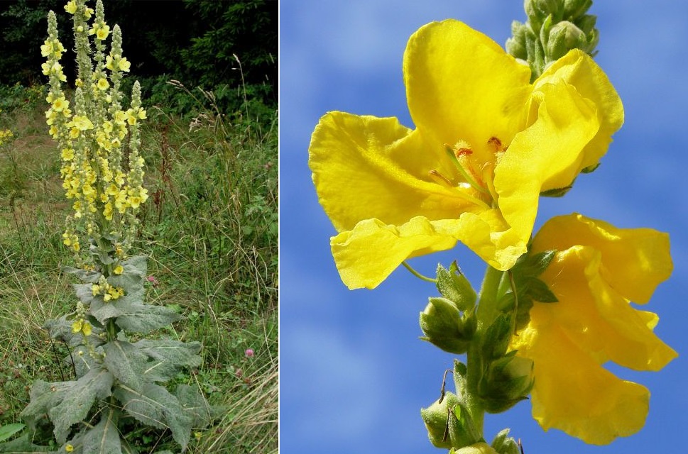 Divizna - účinky na zdraví, co léčí, použití, užívání, využití