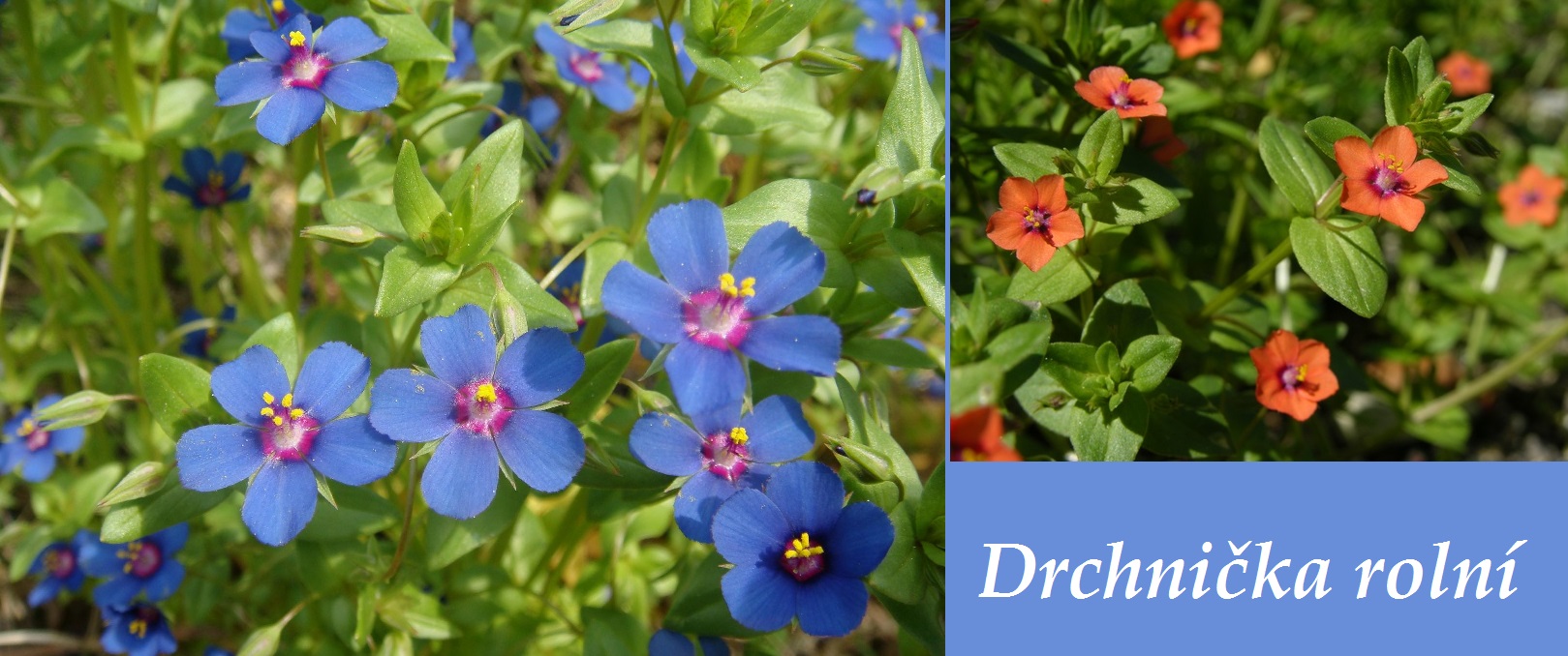 Drchnička rolní - účinky, co léčí, použití, užívání, využití pro zdraví
