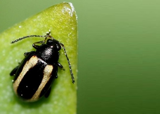 Jak se zbavit dřepčíků bez chemie - přírodní postřik z rebarbory