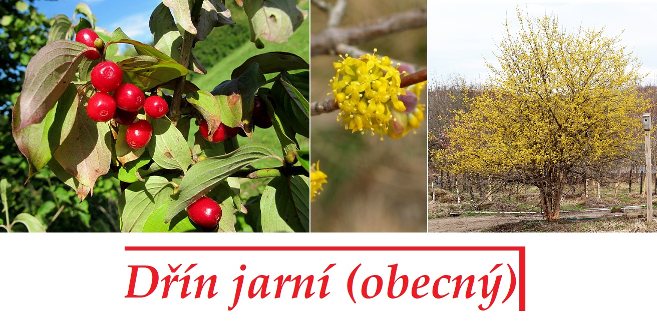 Dřín - účinky na zdraví, co léčí, použití, užívání, využití, dávkování, co sbíráme, pěstování