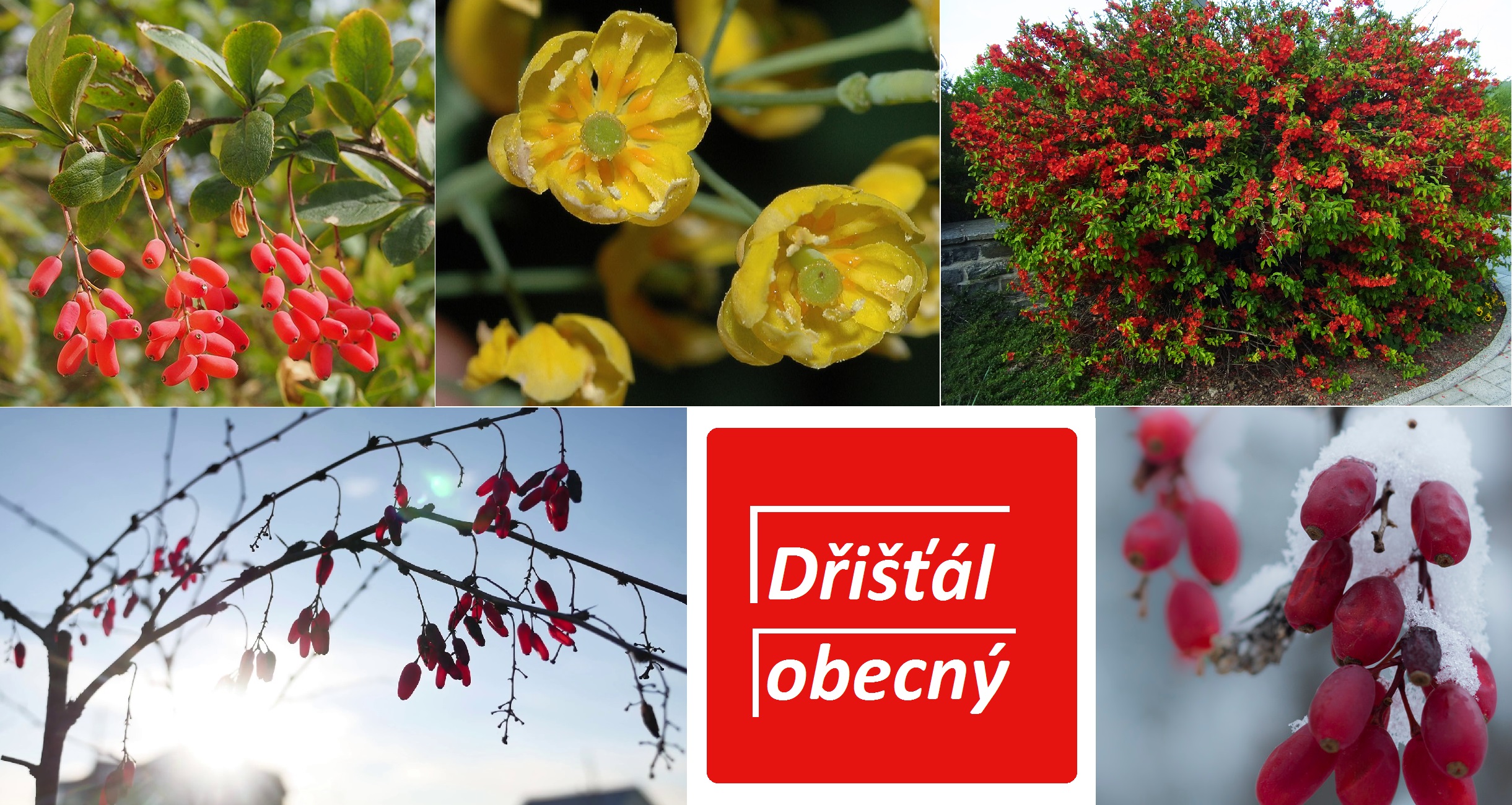 Dřišťál, dračí jahoda - účinky na zdraví, co léčí, použití, užívání, využití, pěstování