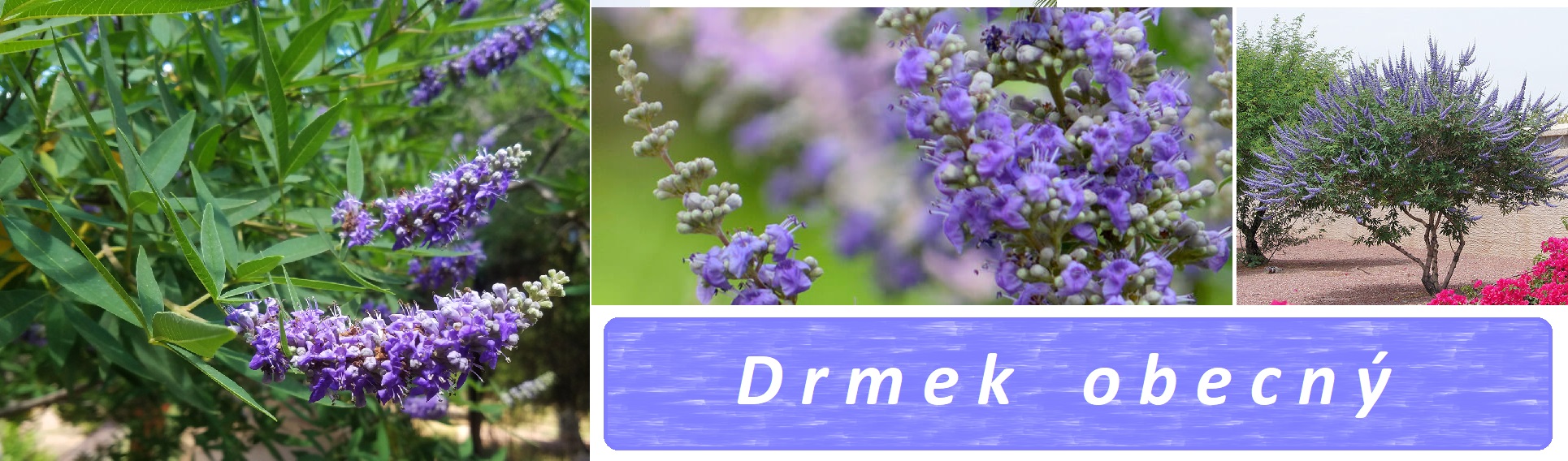 Drmek - účinky na zdraví, co léčí, použití, užívání, využití