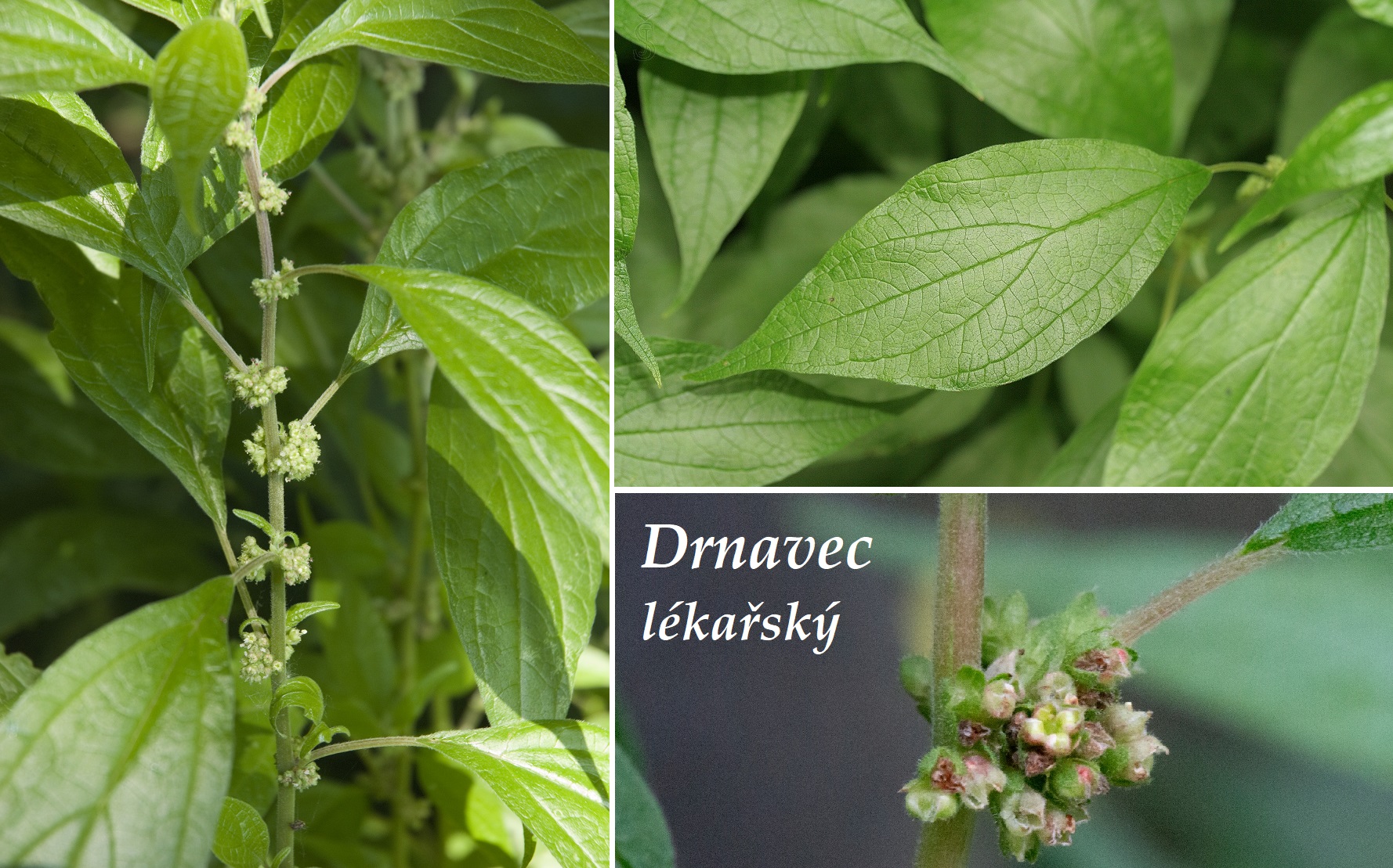 Drnavec - účinky, co léčí, použití, užívání, využití pro zdraví, dávkování