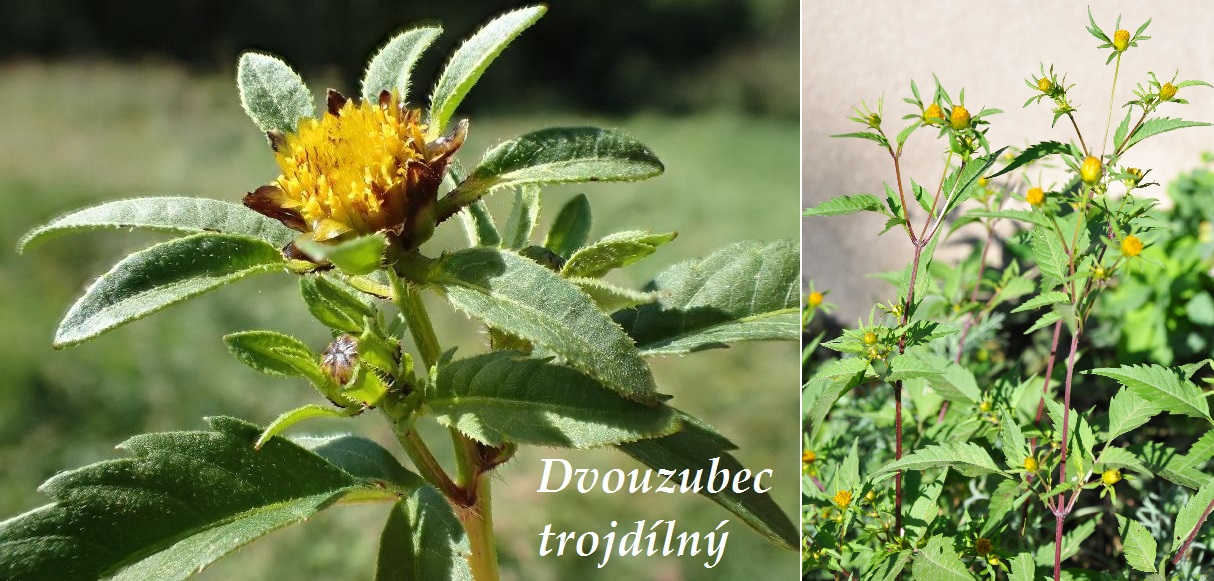 Dvouzubec, dvojzubec - účinky na zdraví, co léčí, použití, užívání, využití