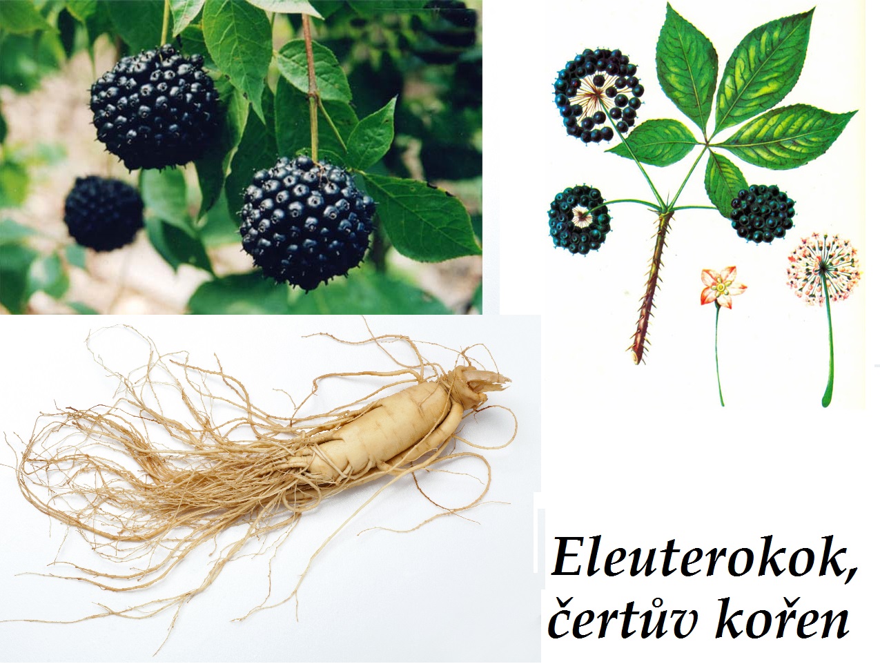 Eleuterokok, čertův kořen, sibiřský ženšen - účinky na zdraví, co léčí, použití, užívání, využití