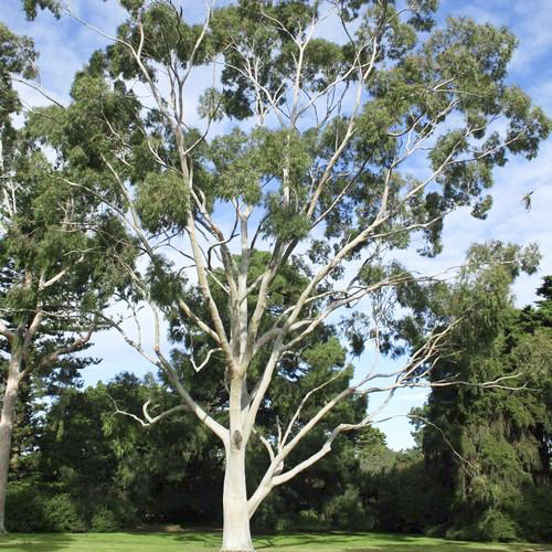 eukalyptus blahovicnik ucinky na zdravi co leci pouziti uzivani vyuziti pestovani zajimavosti 2 1