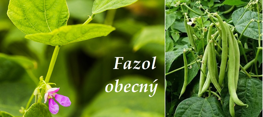 Fazolový lusk - účinky na zdraví, co léčí, použití, užívání, využití