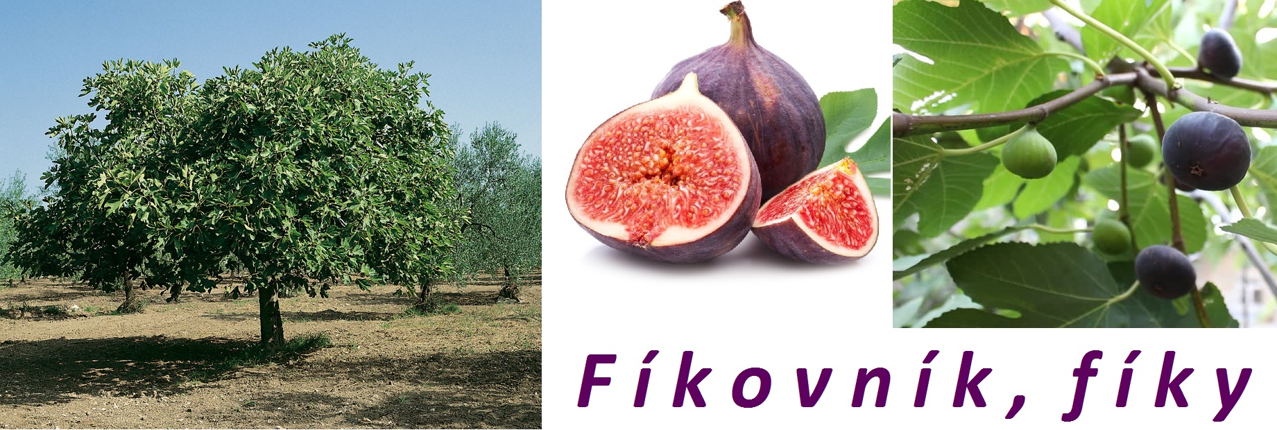 Fíky, fíkovník - účinky na zdraví, co léčí, použití, užívání, využití, pěstování