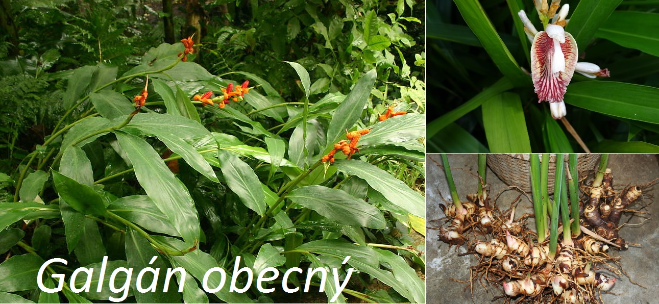 Galgán obecný - účinky na zdraví, co léčí, použití, užívání, využití, pěstování, nežádoucí účinky