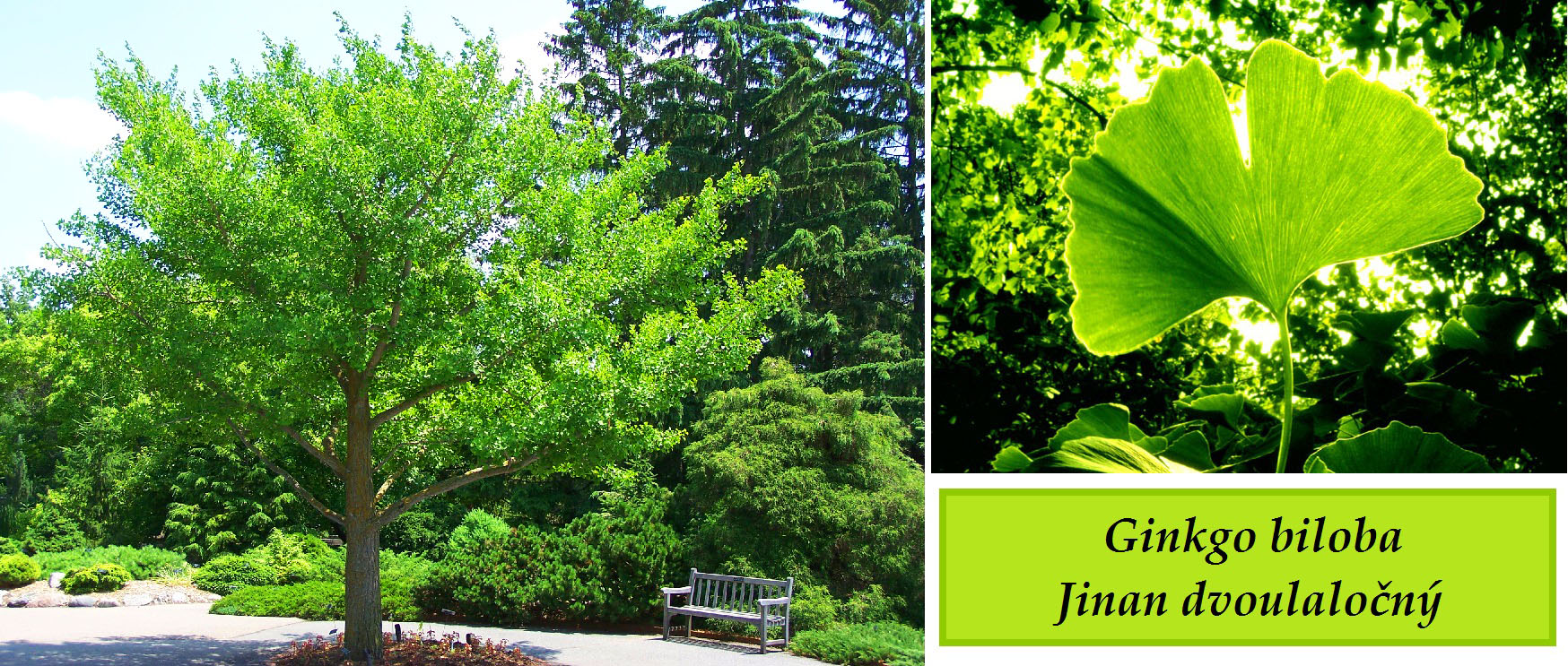 Ginko, ginkgo, jinan - účinky na zdraví, co léčí, použití, užívání, využití