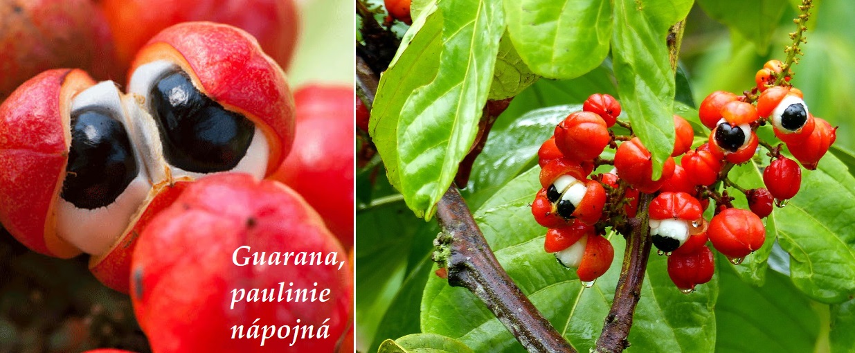 Guarana, paulinie nápojná - účinky na zdraví, co léčí, použití, užívání, využití