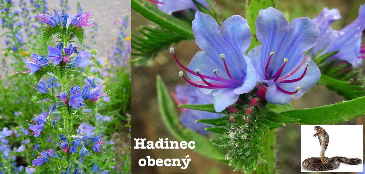 Hadinec obecný účinky na zdraví co léčí použití užívání využití pěstování zajímavosti