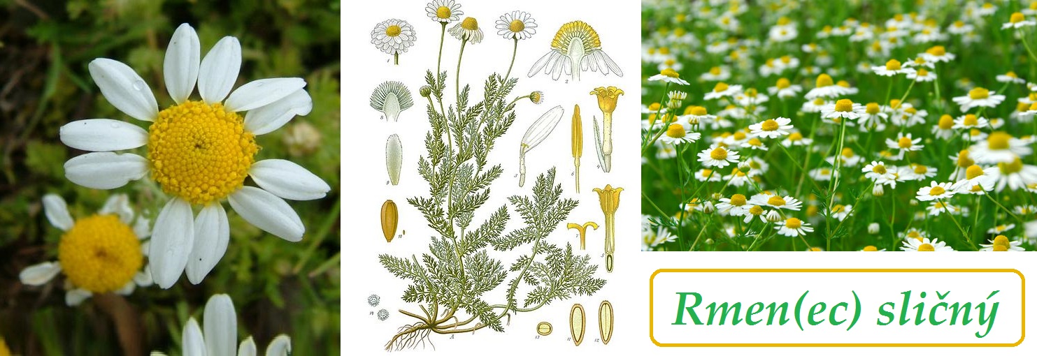 Heřmánek římský, rmen (rmenec) sličný - účinky na zdraví, co léčí, použití, užívání, využití