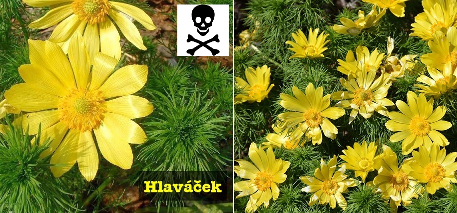 Hlaváček - účinky na zdraví, co léčí, použití, užívání, využití, zajímavosti