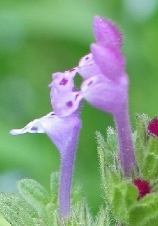 Hluchavka objímavá korunní trubka