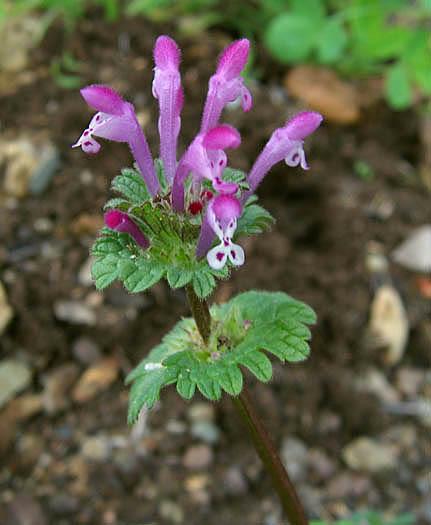 Hluchavka objímavá