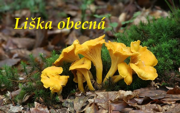 Houba liška obecná - účinky na zdraví, co léčí, použití, užívání, využití