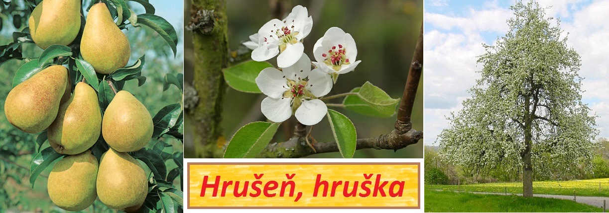 Hrušeň, hruška, hruškový květ - účinky na zdraví, co léčí, použití, užívání, využití, pěstování, nemoci a hmyz hrušní
