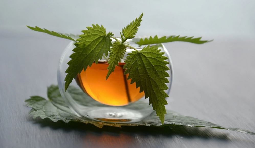 Hurá na kopřivy! Jaké jsou jejich zdravotní účinky?