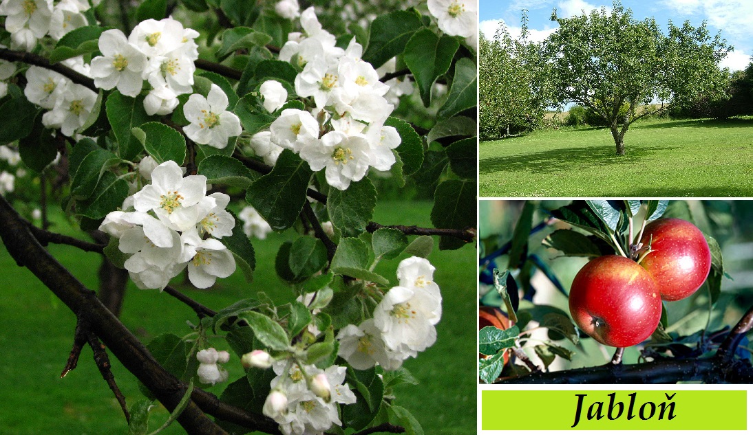 Jabloň, jablka - účinky na zdraví, použití, užívání, využití, co léčí