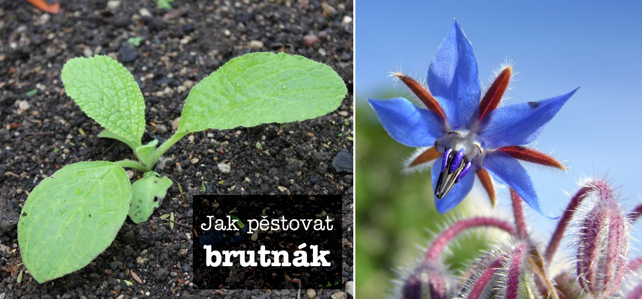 Jak pěstovat brutnák - rozmnožování, substrát, zálivka, světlo, umístění, hnojení, přezimování