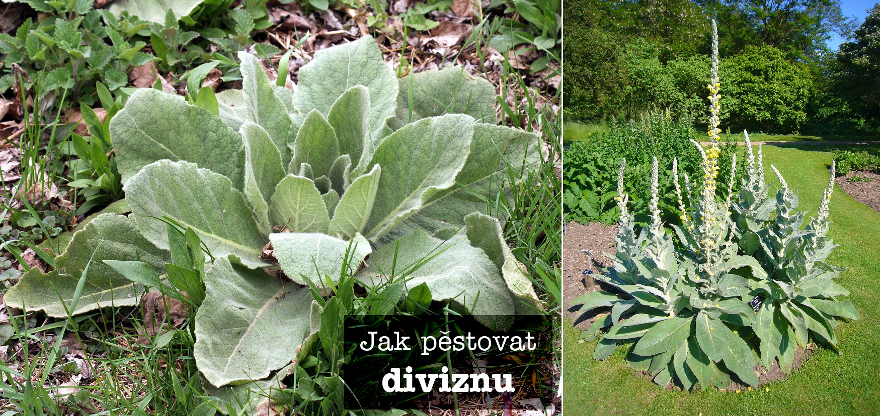 Jak pěstovat diviznu - zemina, světlo, umístění, hnojení, přezimování, sběr květů