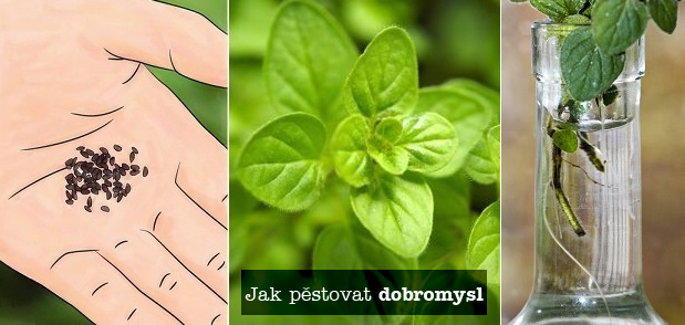 Jak pěstovat dobromysl, oregano - rozmnožování, substrát, zálivka, světlo, umístění, hnojení, přezimování