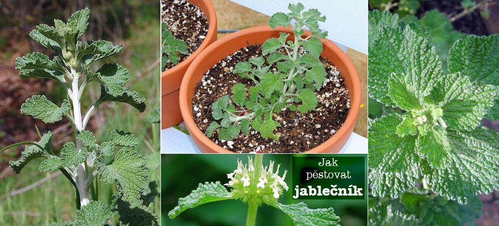 Jak pěstovat jablečník - substrát, zálivka, světlo, umístění, hnojení, přezimování