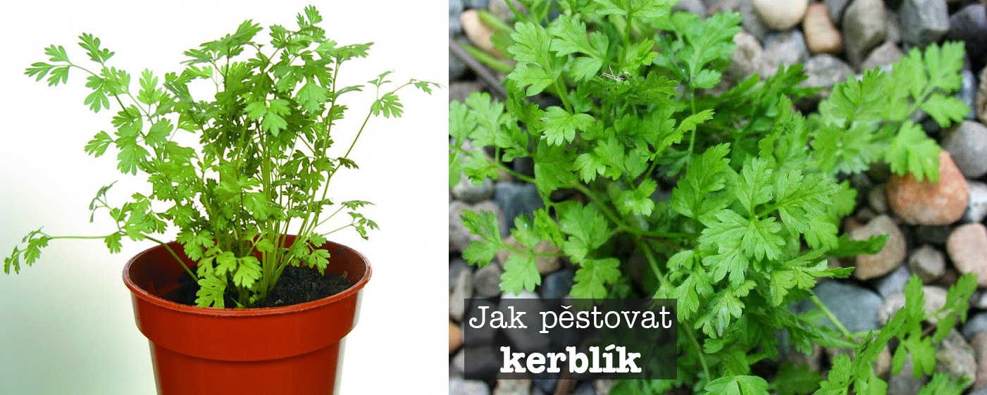 Jak pěstovat kerblík ze semínka - substrát, zálivka, světlo, umístění, hnojení, přezimování