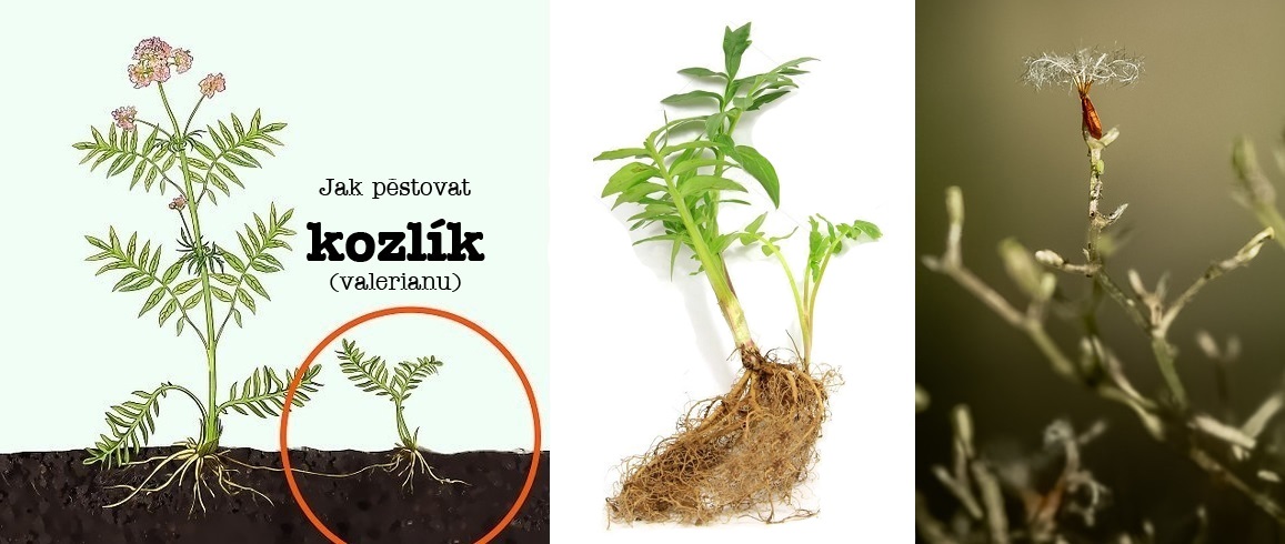 Jak pěstovat kozlík - substrát, zálivka, světlo, umístění, hnojení, přezimování