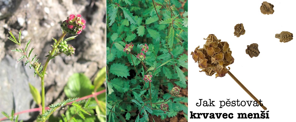 Jak pěstovat krvavec menší - postup, zálivka, světlo, hnojení, přezimování