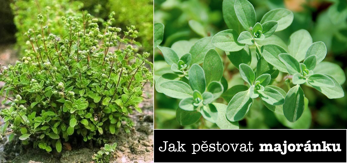 Jak pěstovat majoránku ze semínka postup návod světlo zálivka přezimování zazimování