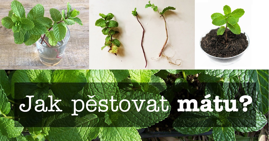 jak pestovat matu ze seminka a odkopku postup substrat zalivka svetlo hnojeni prezimovani