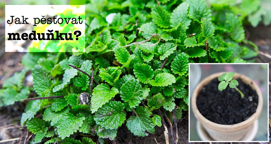Jak pěstovat meduňku - postup, substrát, zálivka, světlo, hnojení, přezimování