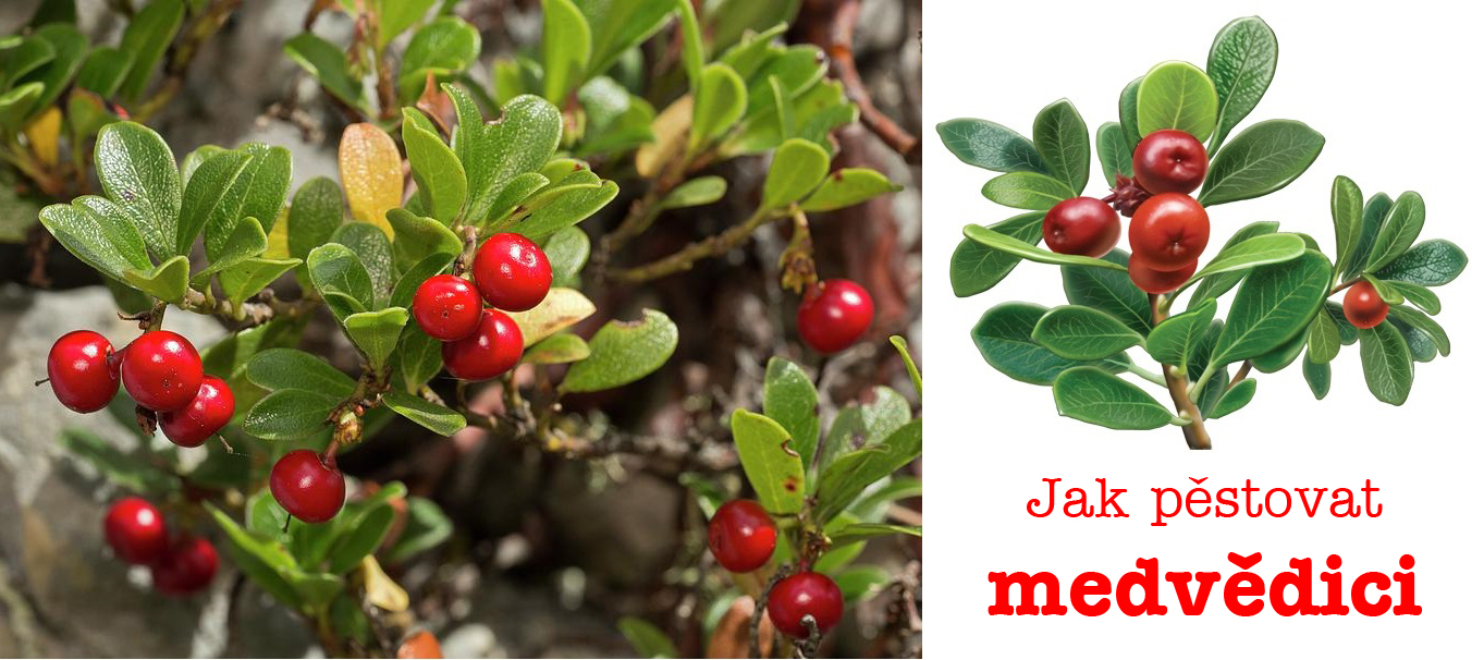 Jak pěstovat medvědici - substrát, světlo, umístění, přezimování