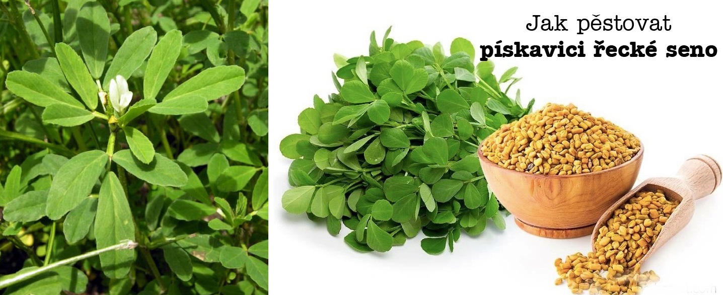 Jak pěstovat pískavici řecké seno - postup, půda, výsev, hloubka setí