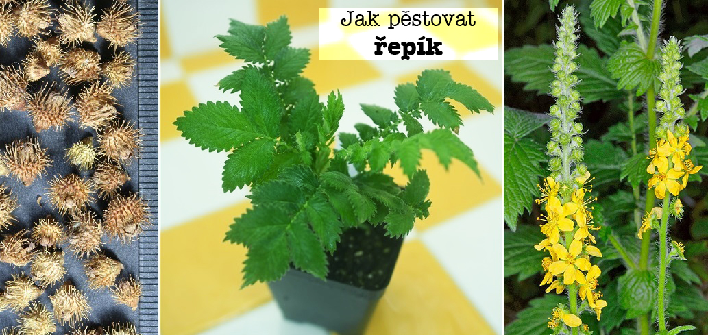 Jak pěstovat řepík - zemina, světlo, umístění, hnojení, přezimování