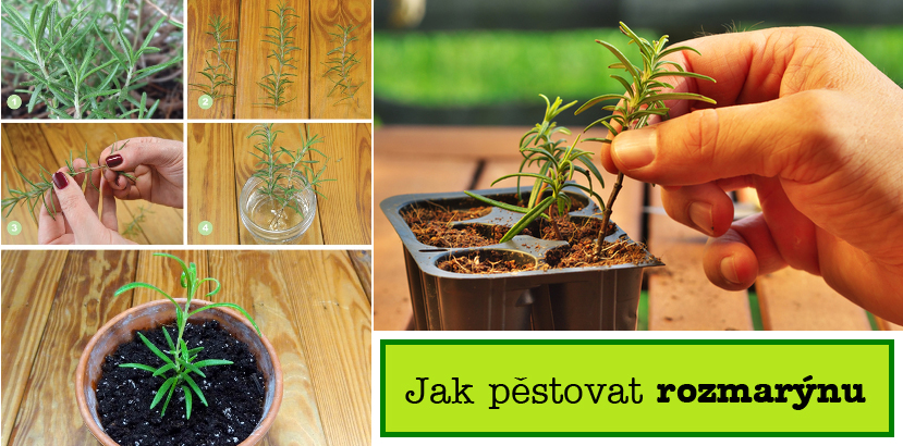 jak pestovat rozmarynu postup substrat zalivka svetlo prezimovani zazimovani