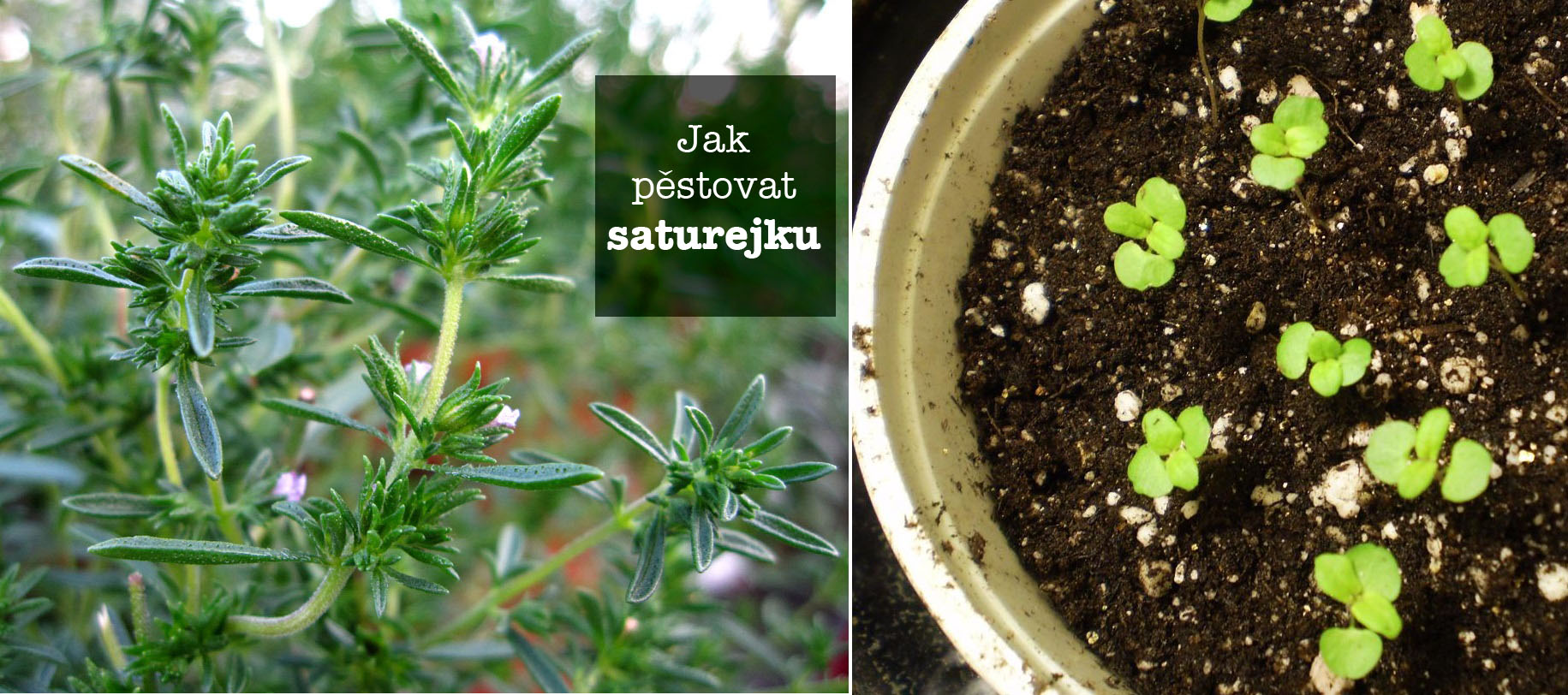 Jak pěstovat saturejku - rozmnožování, substrát, zálivka, světlo, umístění, hnojení, přezimování